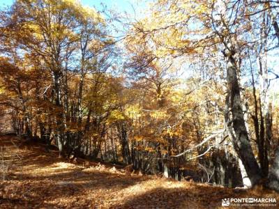 Castañar de El Tiemblo;Ávila; club montañismo madrid senderismo por madrid fotos de la pedriza pa